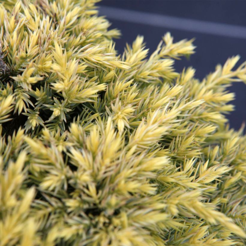 Genévrier écailleux - Juniperus squamata Dream Joy (Feuillage)