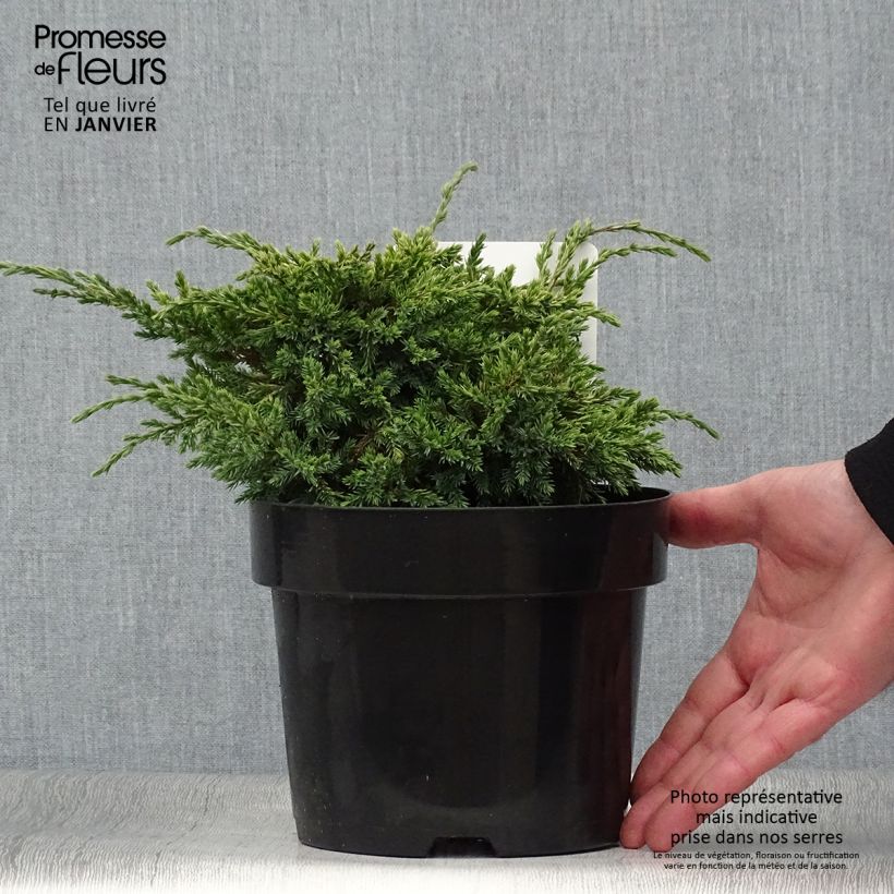 Spécimen de Genévrier écailleux - Juniperus squamata Dream Joy tel que livré en hiver