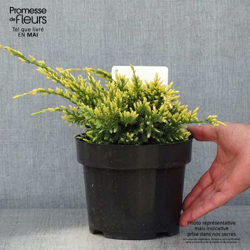 Spécimen de Genévrier écailleux - Juniperus squamata Dream Joy en pot de 2l/3l tel que livré au printemps