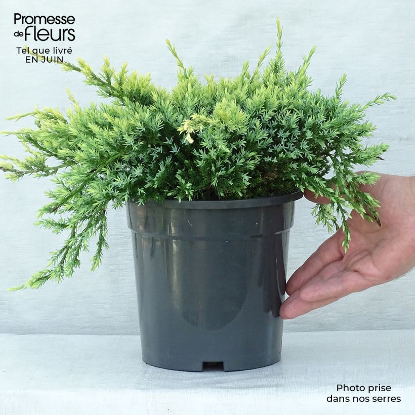 Spécimen de Genévrier écailleux - Juniperus squamata Holger tel que livré en ete