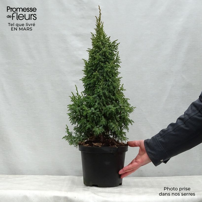 Spécimen de Genévrier écailleux - Juniperus squamata Loderi en pot de 2/3L tel que livré au printemps