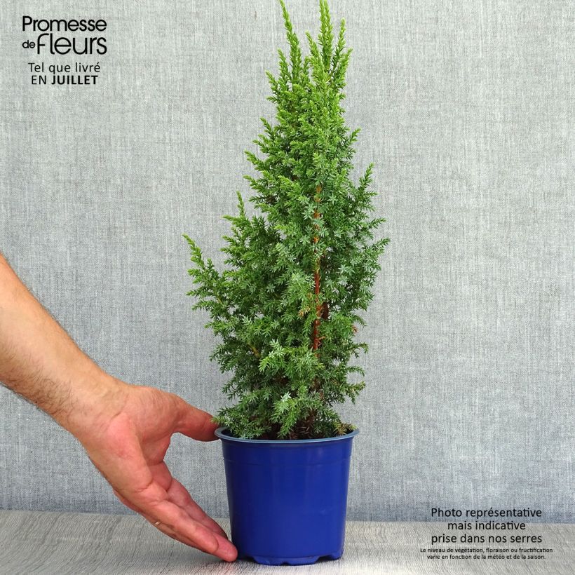 Example of Genévrier écailleux - Juniperus squamata Loderi as you get in ete