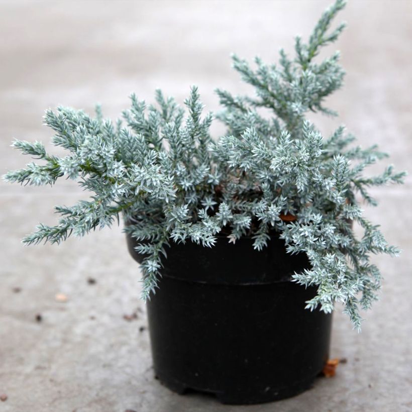 Genévrier écailleux - Juniperus squamata Tropical Blue (Port)