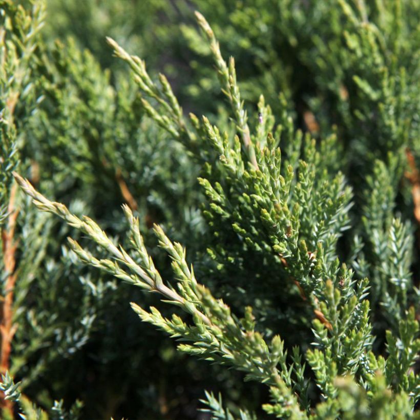 Genévrier horizontal - Juniperus horizontalis Agnieszka (Feuillage)