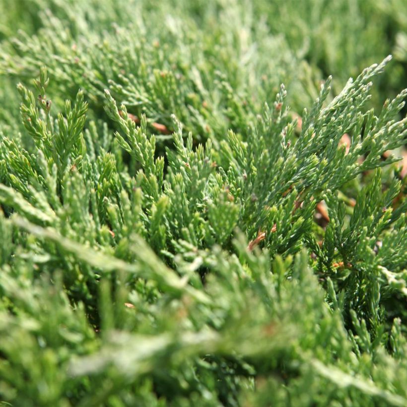 Genévrier horizontal - Juniperus horizontalis Andorra Compact (Feuillage)