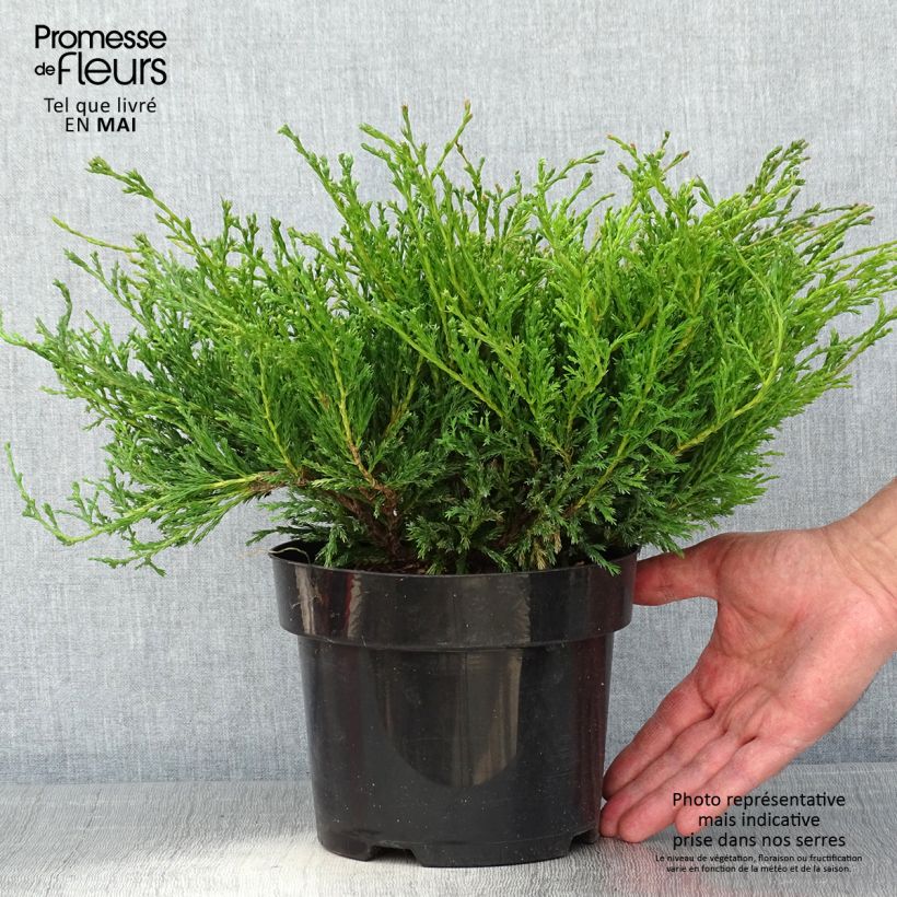 Spécimen de Genévrier horizontal - Juniperus horizontalis Andorra Compact en pot de 2L/3L tel que livré au printemps