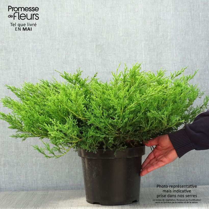 Spécimen de Genévrier horizontal - Juniperus horizontalis Andorra Compact en pot de 7,5L/10L tel que livré au printemps