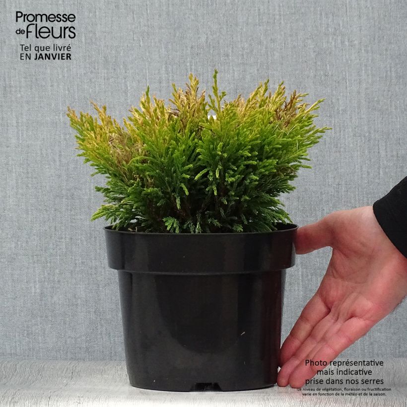 Spécimen de Genévrier horizontal - Juniperus horizontalis Limeglow en pot de 2L/3L tel que livré en hiver