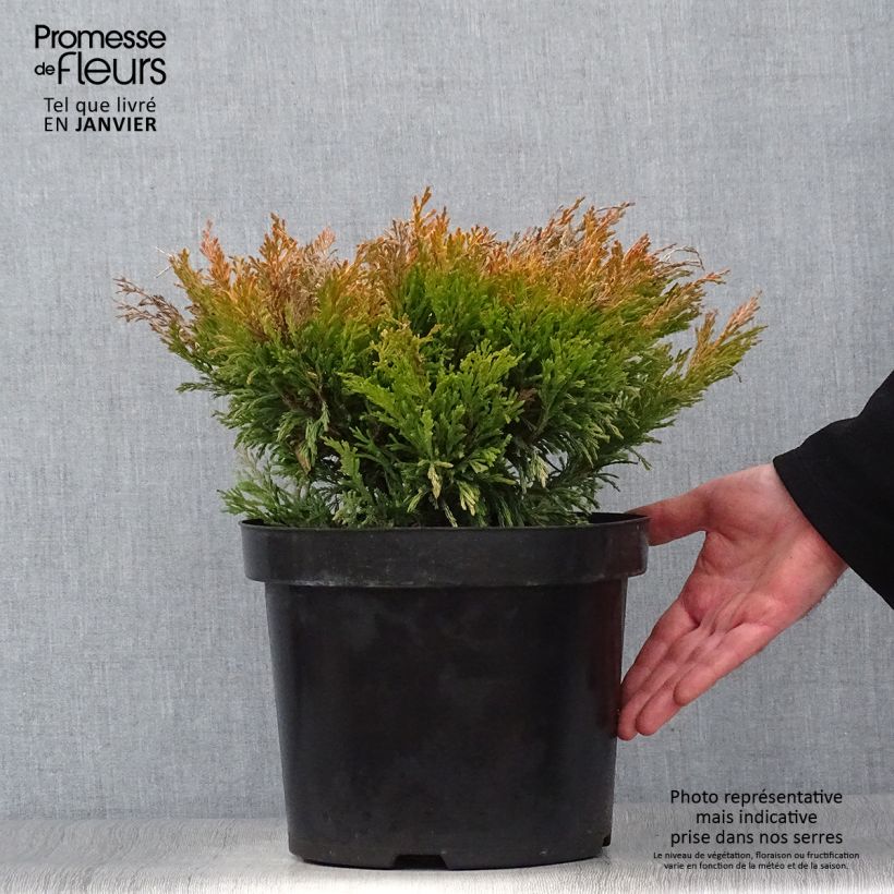 Spécimen de Genévrier horizontal - Juniperus horizontalis Limeglow en pot de 7,5L/10L tel que livré en hiver