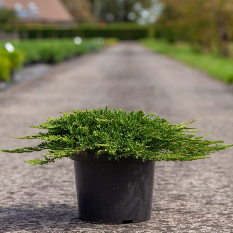 Genévrier horizontal - Juniperus horizontalis Prince Of Wales (Port)