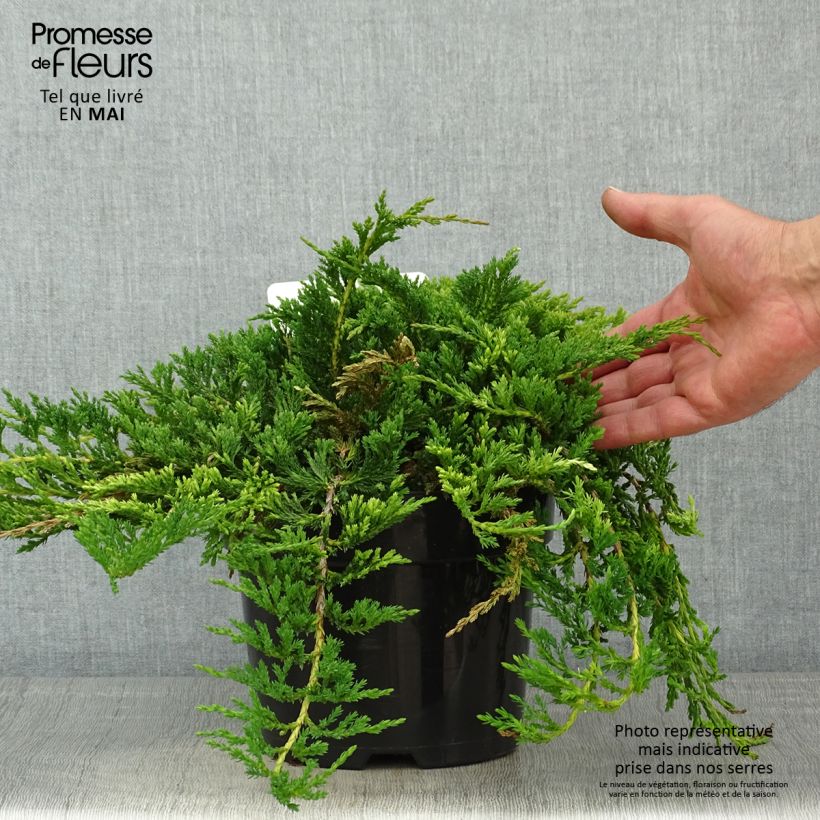 Spécimen de Genévrier horizontal - Juniperus horizontalis Prince Of Wales en pot de 2L/3L tel que livré au printemps