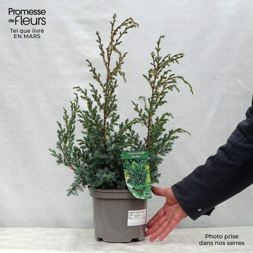 Spécimen de Genévrier hybride - Juniperus chinensis Blaauw              tel que livré au printemps