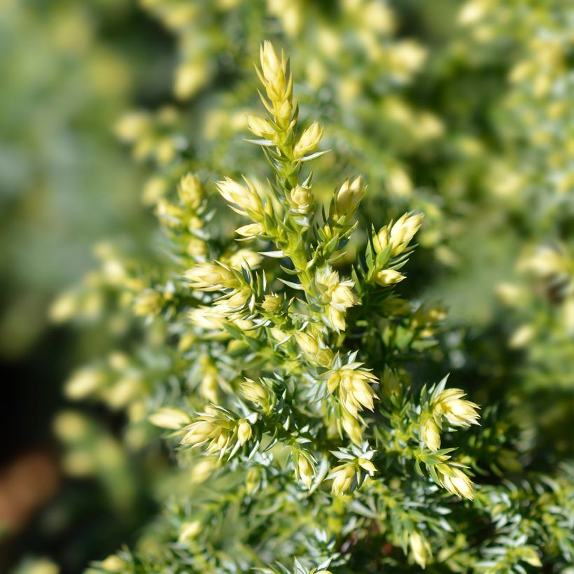 Genévrier - Juniperus pingii Hulsdonk Yellow (Feuillage)
