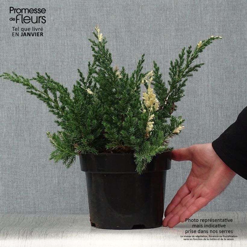 Spécimen de Genévrier rampant - Juniperus chinensis Expansa Variegata Pot de 2L/3L tel que livré en hiver