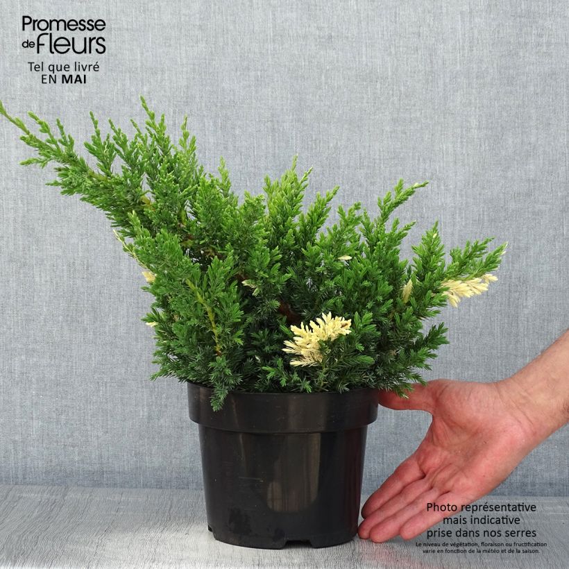 Spécimen de Genévrier rampant - Juniperus chinensis Expansa Variegata Pot de 2L/3LHauteur livrée env. 30/40cm tel que livré au printemps