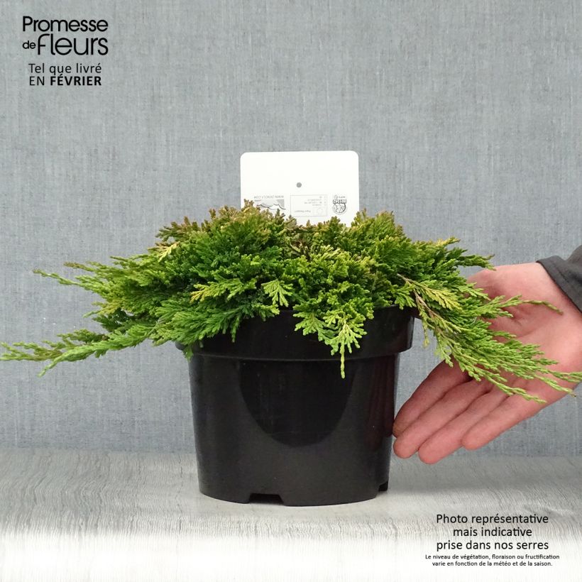Spécimen de Genévrier rampant - Juniperus horizontalis Golden Carpet tel que livré en hiver