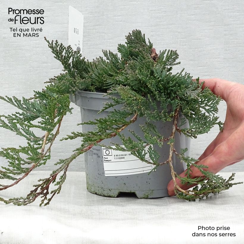 Spécimen de Genévrier rampant - Juniperus horizontalis Wiltonii tel que livré au printemps