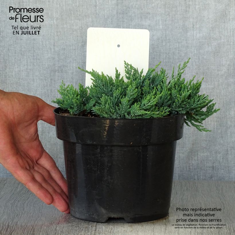 Spécimen de Genévrier rampant - Juniperus horizontalis Wiltonii Pot de 3L/4L tel que livré en été