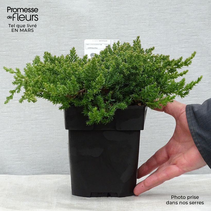 Spécimen de Genévrier rampant - Juniperus procumbens Nana tel que livré au printemps