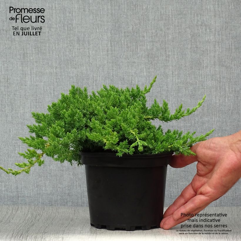 Spécimen de Genévrier rampant - Juniperus procumbens Nana Pot de 2L/3L tel que livré en été