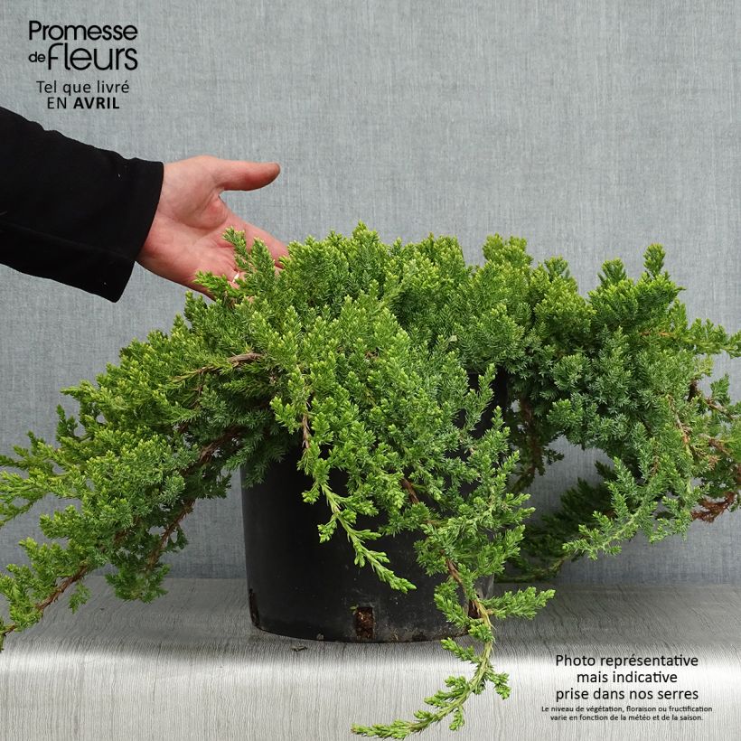 Spécimen de Genévrier rampant - Juniperus procumbens Nana en pot de 7,5L/10L tel que livré au printemps