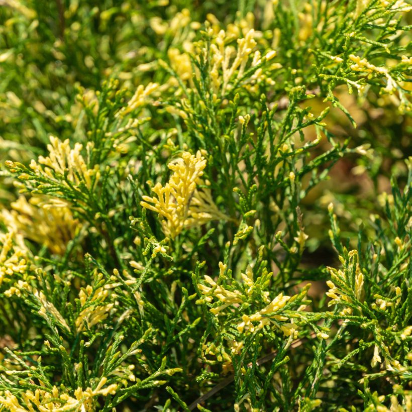 Genévrier sabine - Juniperus sabina Variegata (Feuillage)