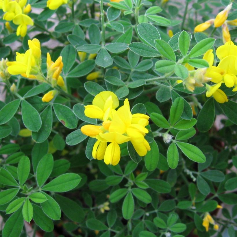 Genista Porlock - Genêt (Floraison)