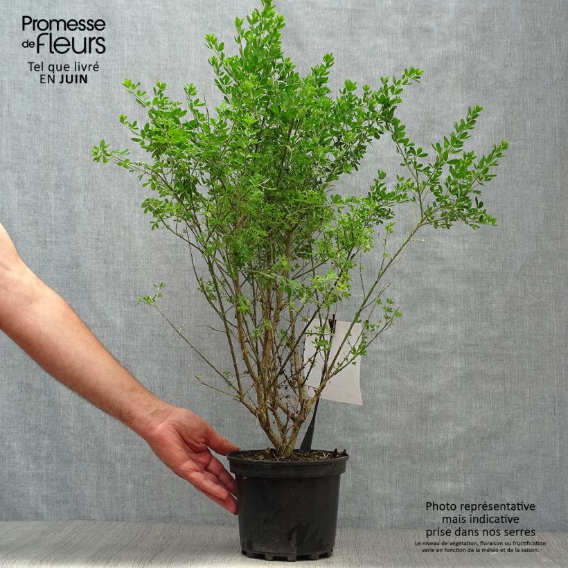 Spécimen de Genista Porlock - Genêt Pot de 2L/3L tel que livré en été