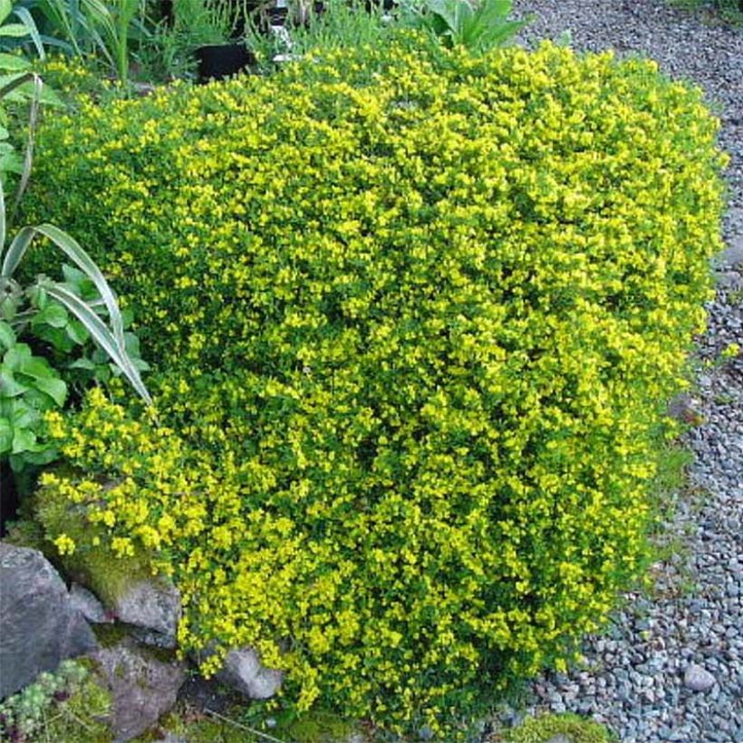 Genista pilosa Vancouver Gold - Genêt poilu (Floraison)