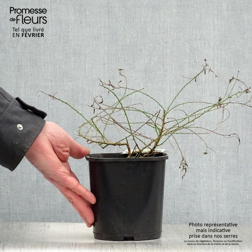 Spécimen de Genista tinctoria Plena - Genêt des teinturiers tel que livré en hiver