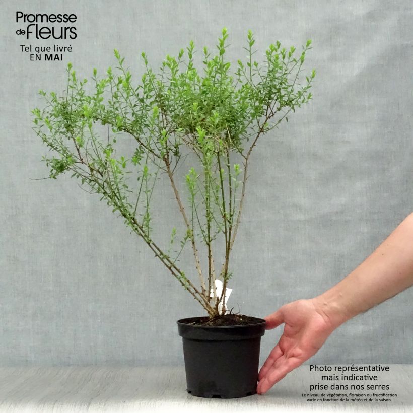 Spécimen de Genista tinctoria Plena - Genêt des teinturiers Pot de 2L/3L tel que livré au printemps