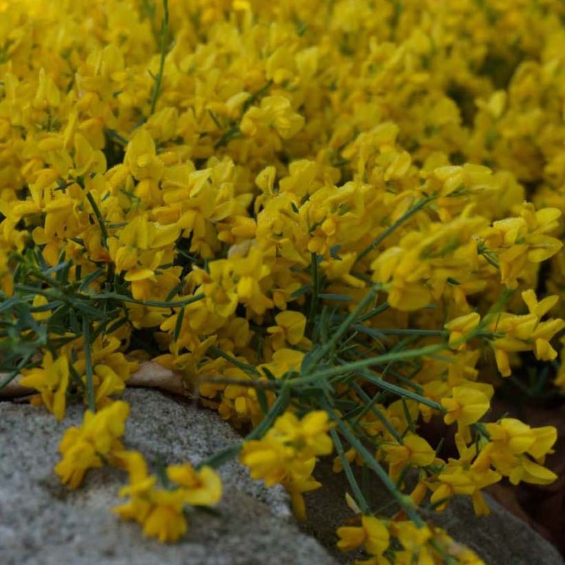 Genista tinctoria Royal Gold - Genêt des teinturiers (Floraison)