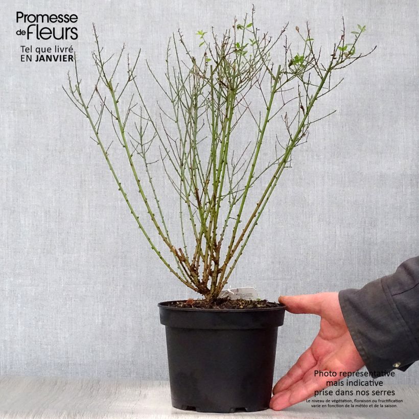 Spécimen de Genista tinctoria Royal Gold - Genêt des teinturiers tel que livré en hiver