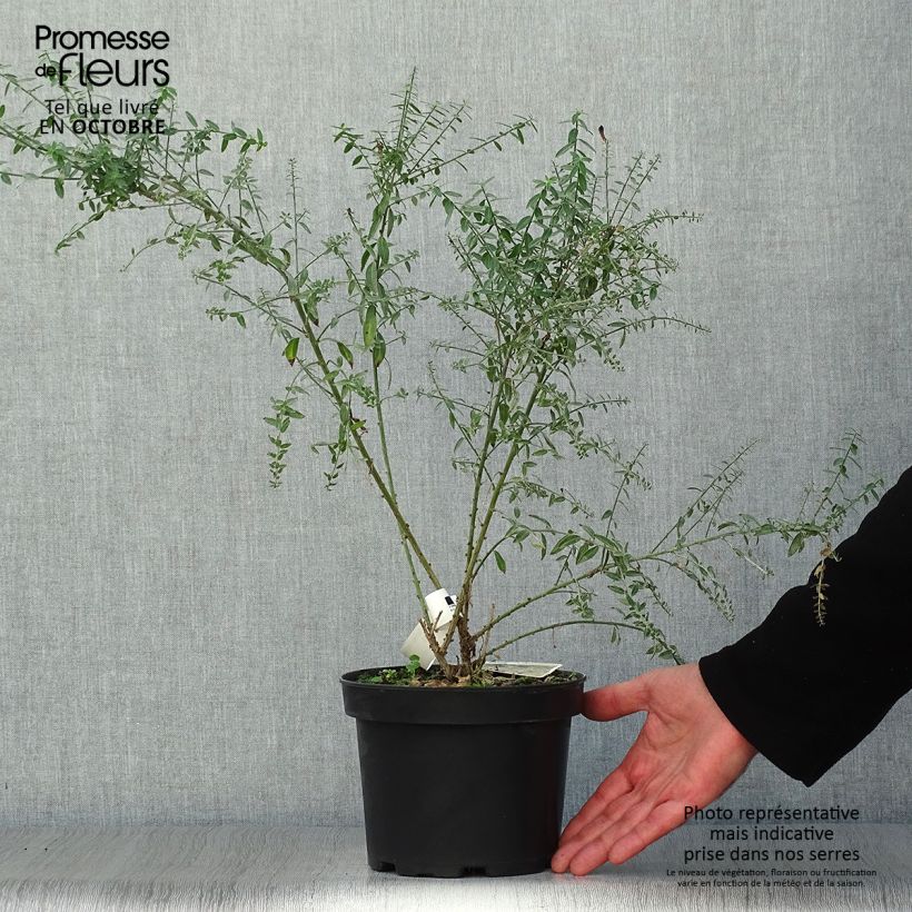 Spécimen de Genista tinctoria Royal Gold - Genêt des teinturiers Pot de 2L/3L tel que livré en automne