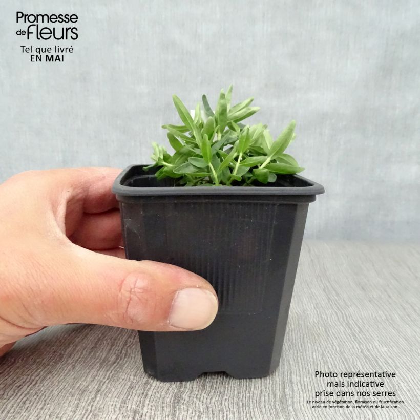 Spécimen de Gentiana Blue Star ® - Gentiane Godet de 8/9 cm tel que livré au printemps
