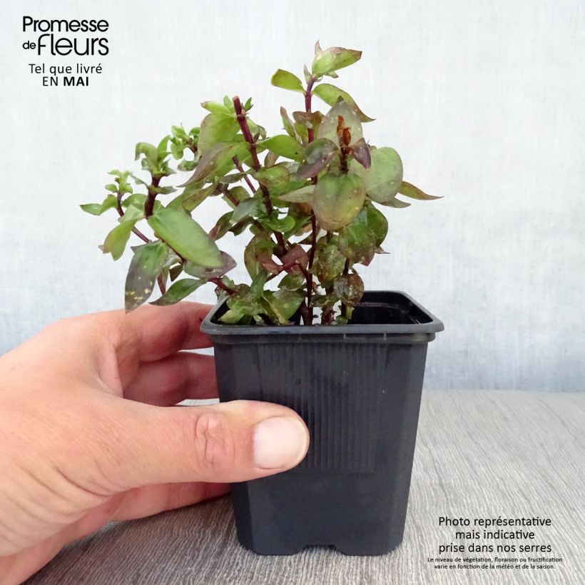 Spécimen de Gentiana True Blue - Gentiane Godet de 9cm tel que livré au printemps