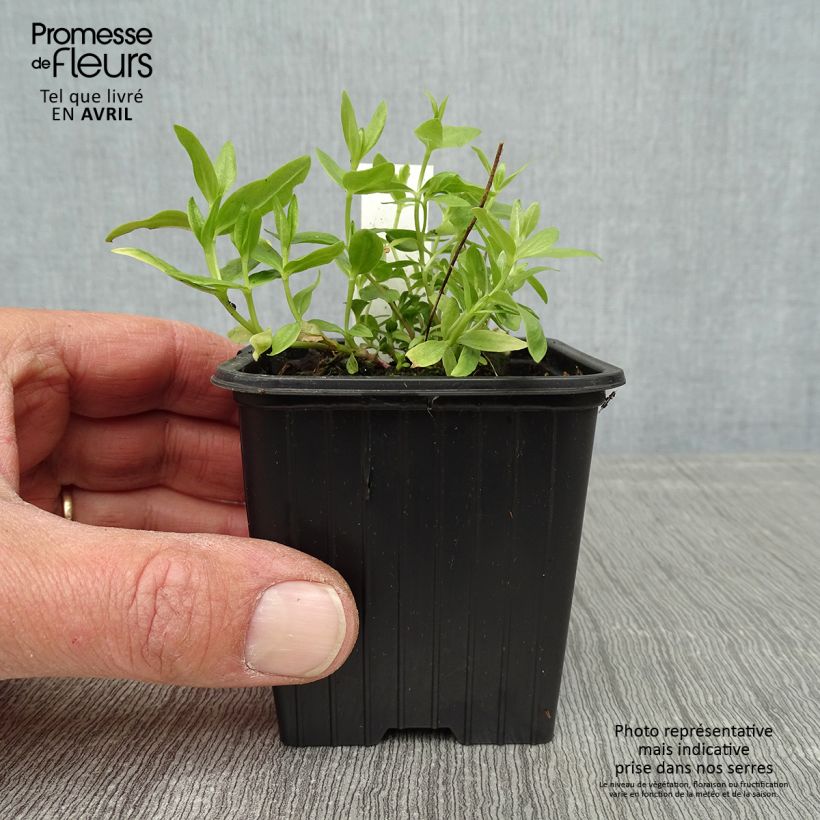 Spécimen de Gentiana White Magic - Gentiane Godet de 8/9 cm tel que livré au printemps