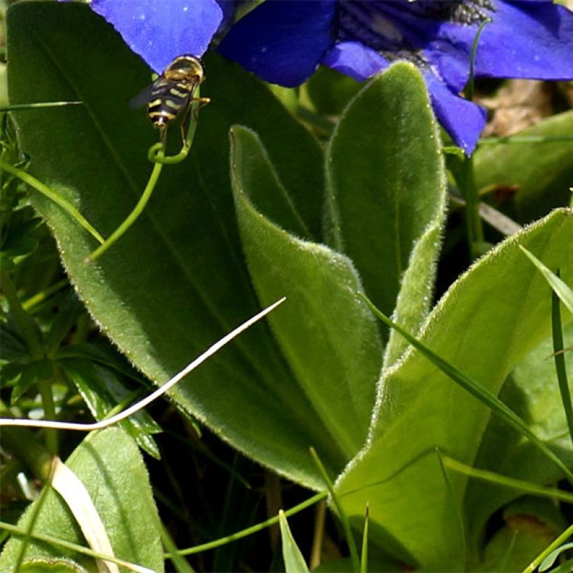 Gentiane acaulis - Gentiane des Alpes (Feuillage)