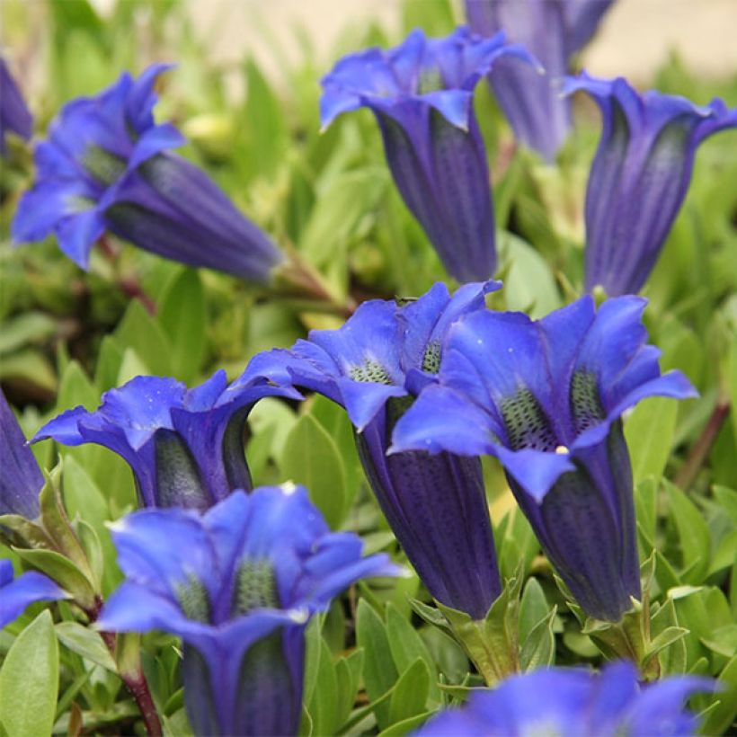 Gentiane acaulis - Gentiane des Alpes (Floraison)