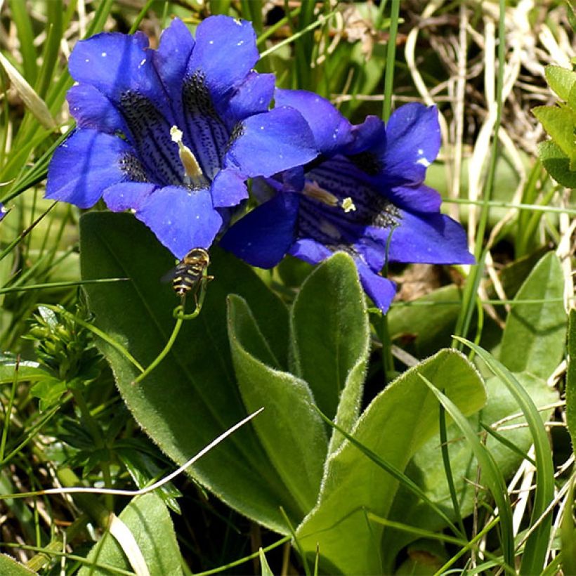 Gentiane acaulis - Gentiane des Alpes (Port)