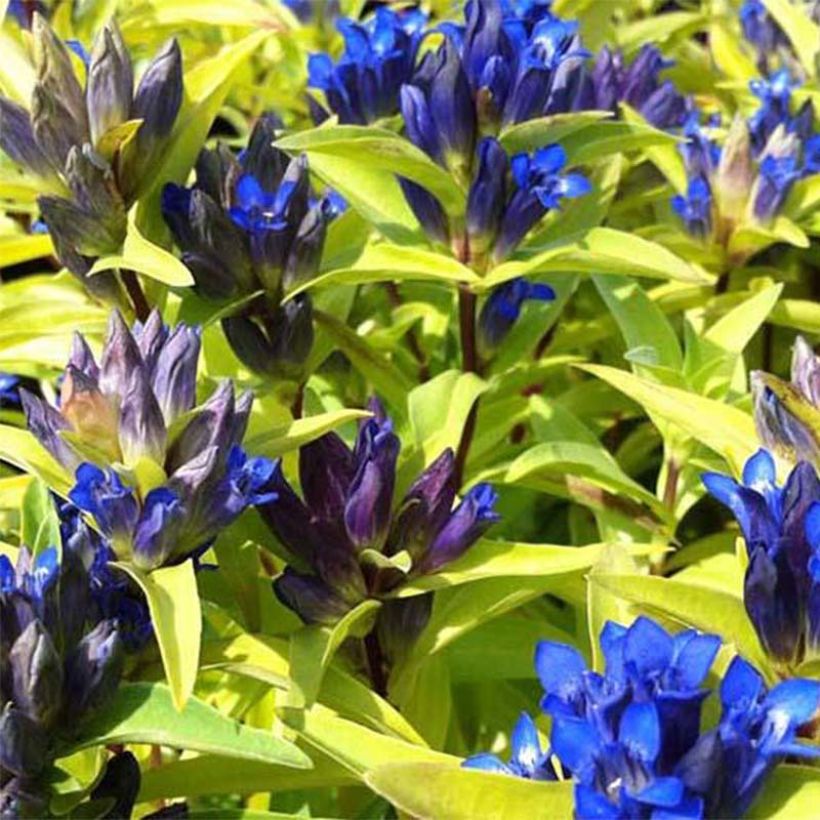 Gentiana cruciata - Gentiane croisette (Floraison)