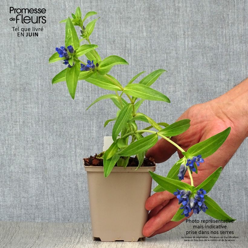 Spécimen de Gentiana cruciata - Gentiane croisette Godet de 8/9 cm tel que livré en été