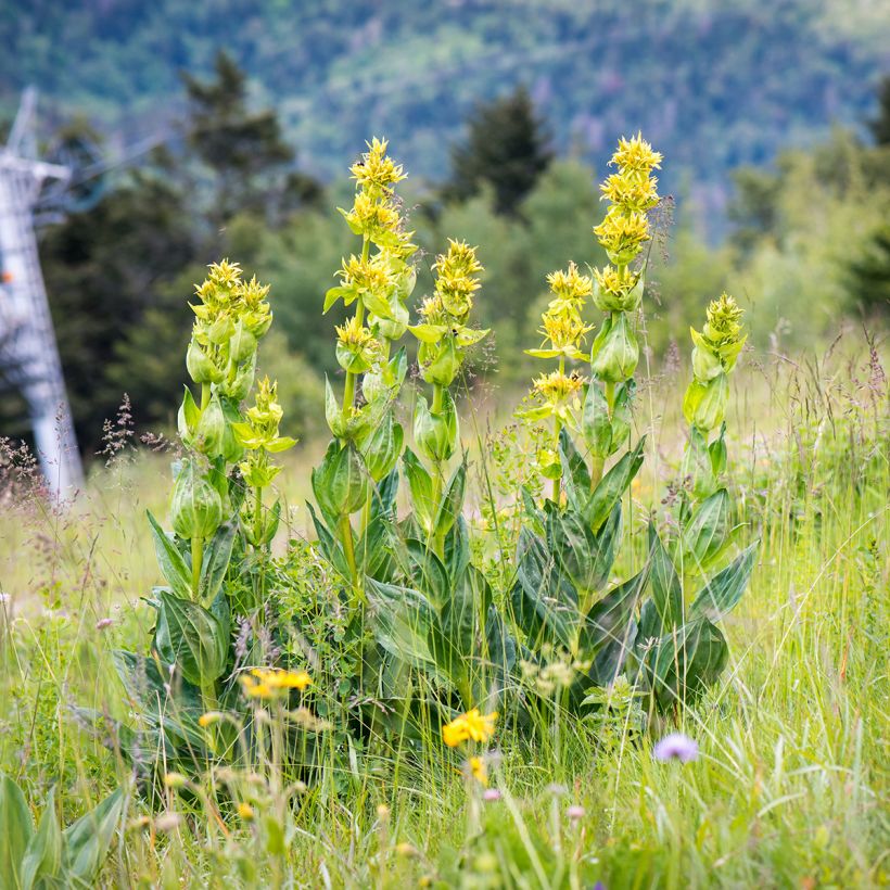 Gentiana lutea - Gentiane jaune (Port)