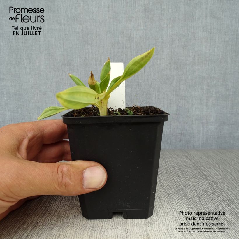 Spécimen de Gentiana lutea - Gentiane jaune Godet de 8/9 cm tel que livré en été