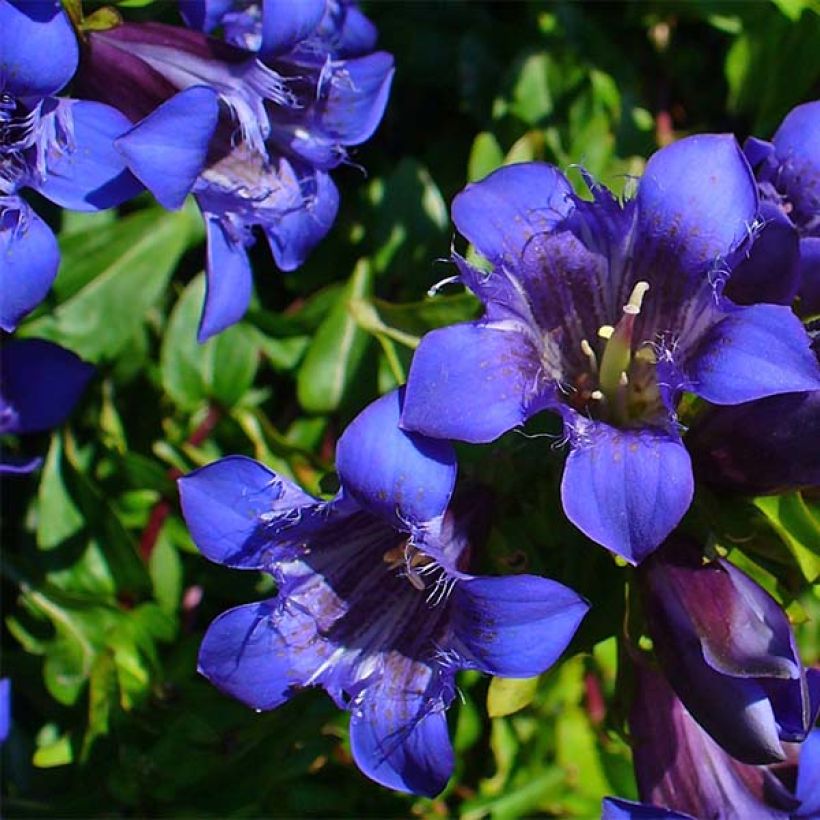 Gentiane septemfida var. lagodechiana (Floraison)