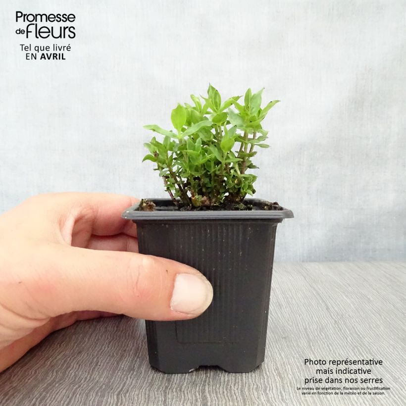 Spécimen de Gentiane Little Pinkie Godet de 9cm tel que livré au printemps
