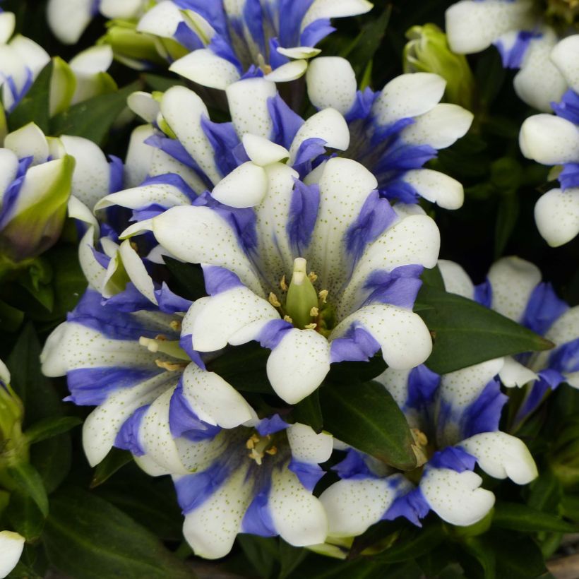 Gentiane scabra Royal Stripes (Floraison)