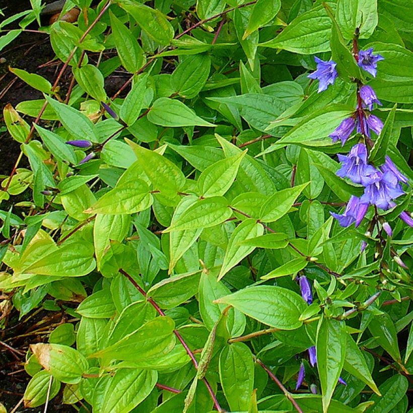 Gentiane asclépiade - Gentiana asclepiadea (Feuillage)