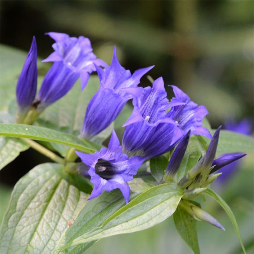 Gentiane asclépiade - Gentiana asclepiadea (Floraison)