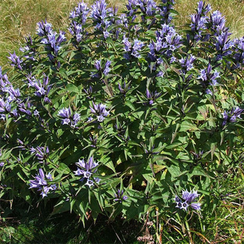 Gentiane asclépiade - Gentiana asclepiadea (Port)